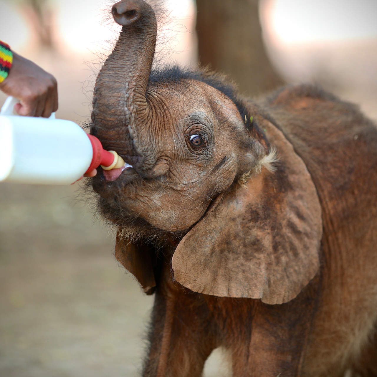 Meet Our Newest Team Member, Toto